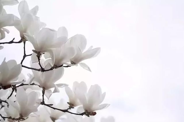品茶之味,静心悟道