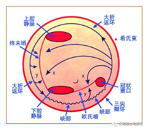 图8 三尖瓣峡部依赖性房扑折返环路的示意图x,y 分别为终末嵴和欧氏嵴