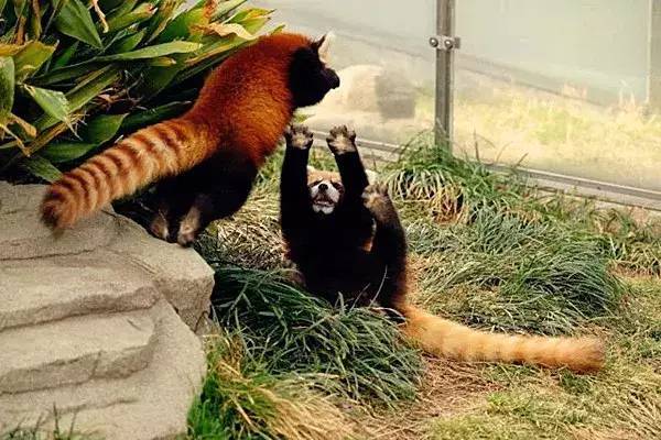 本打架2只小熊猫在玩游戏,谁知表情以为,萌哭是在包斯基兔星星是什么撒图片