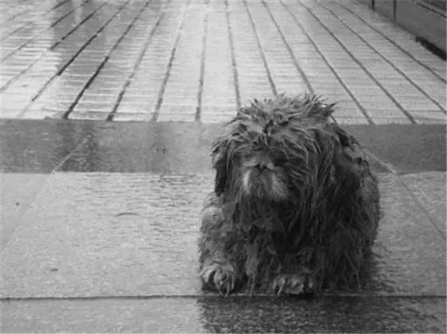 被雨水淋湿,被冷风吹,它弱小的身体早已经习惯一切.