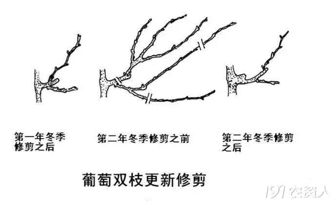 抽枝什么成语_成语故事图片