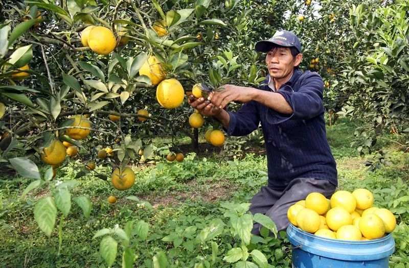 廉江安铺GDP_廉江安铺八音图片