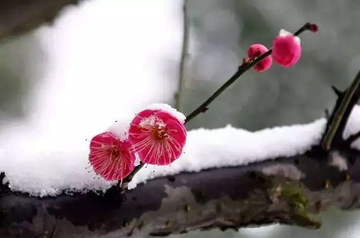 踏雪寻梅相约最美冬天