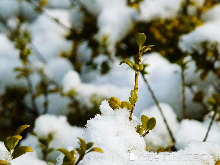 冬雪是个宝,春雪是根草,农民眼中雪也有好坏之分