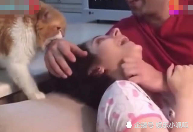男主人假装掐女主人脖子,猫咪看到后的反应,让所有人