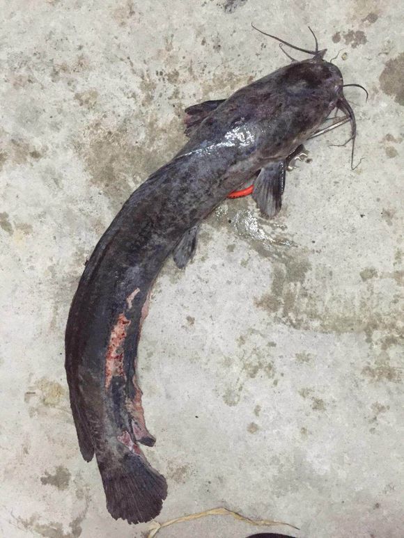 风景秀丽的南盘江,却出现垃圾鱼,令人担忧