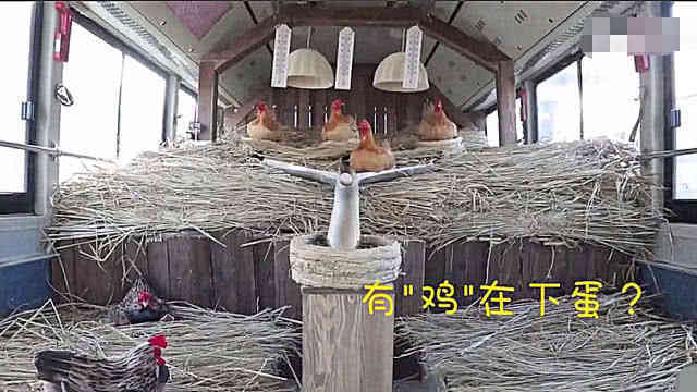 公交车内出现鸡窝,上车打卡鸡就下蛋!网友:一个刹车