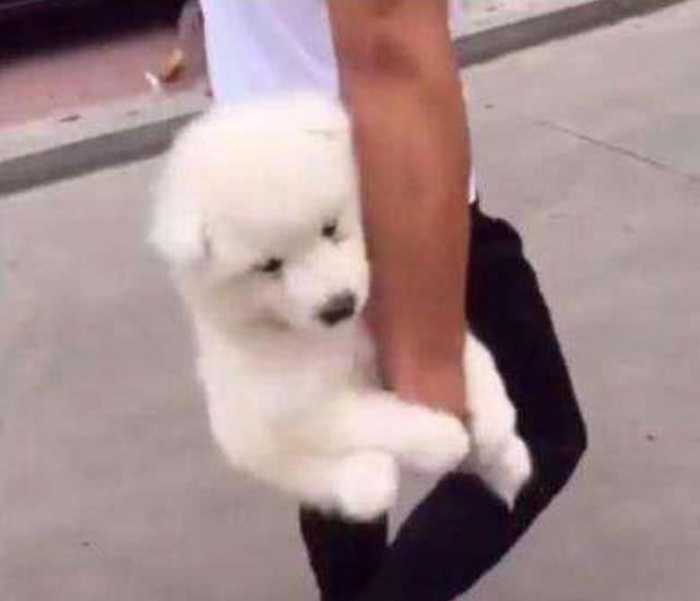 小萌犬胆小不敢走路,吸附在主人的胳膊上,一路上赚足