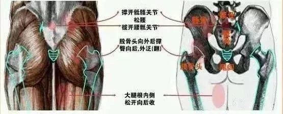 骨盆两侧的中部的髋臼凹进去的地方连接着大腿骨的股骨头.