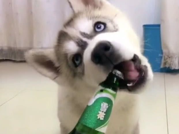 狗狗牙痒难忍,主人却给它拿来一瓶啤酒,接下来