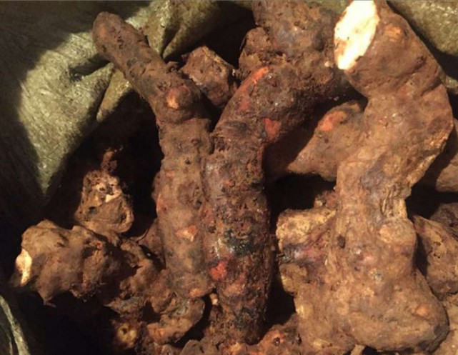 农村这种稀罕植物,块根是名贵的中药材,如您见到,请