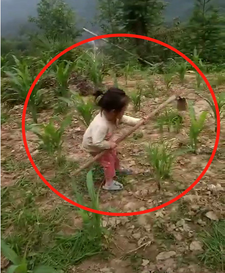 3岁农村小女孩,抬着比自己高的铁锹除草,网友