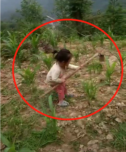 3岁农村小女孩,抬着比自己高的铁锹除草,网友