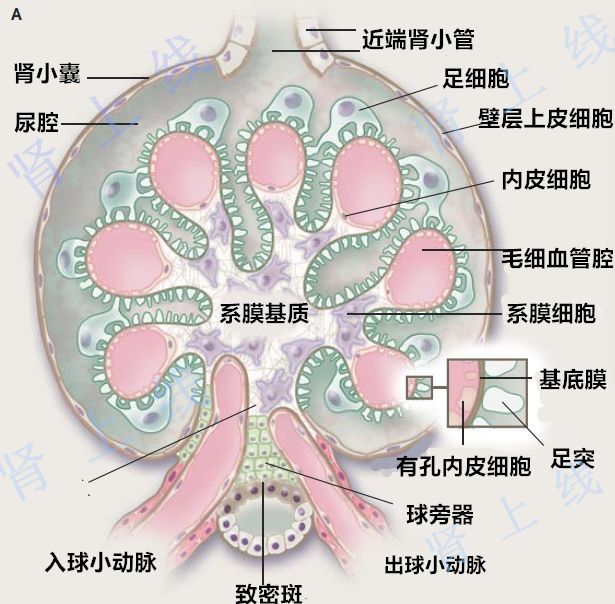 ▽肾小球超微结构近10余年来,膜性肾病发病机制研究有了较大进展,研究