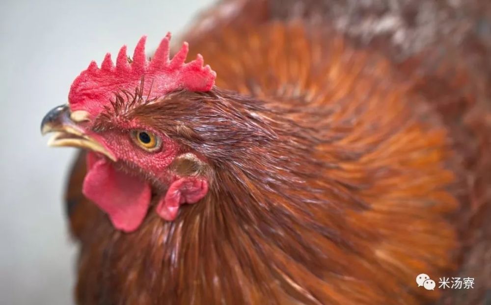 都说十年鸡冠赛砒霜?鸡冠子真的有这么可怕吗