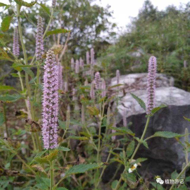 窄叶野草香 蜜源植物分类 看点快报