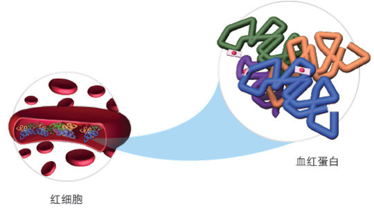 血红蛋白是人体红细胞中负责运输氧的蛋白质,由珠蛋白和血红素组成.