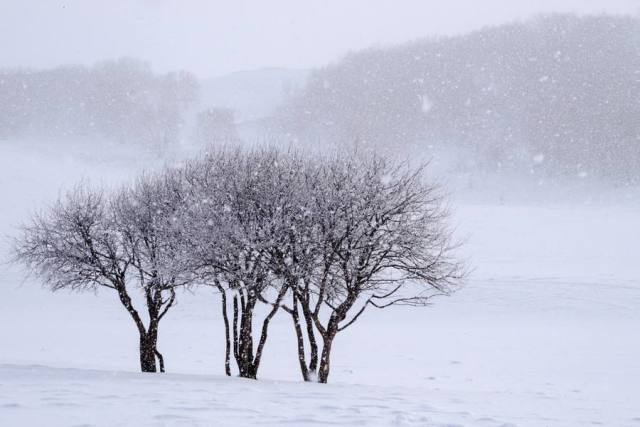 什么雪什么皑成语_雪菜是什么菜图片(3)