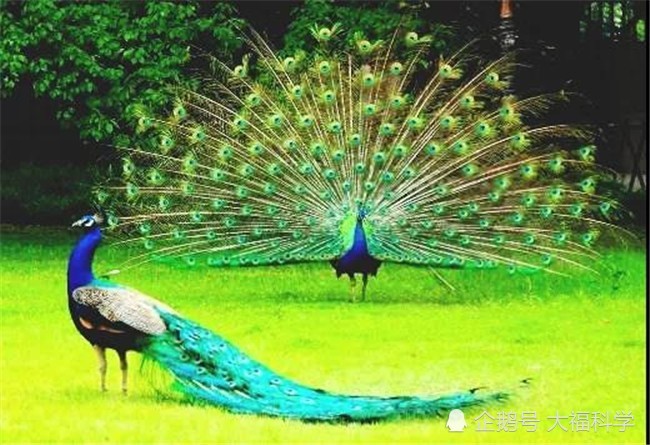 最后一页 孔 雀——以美取胜  雄孔雀具有华丽的羽饰,在繁殖季节,常