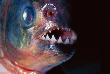 食人鲳的品种很多，水族市面常见的是有一定观赏价值的品种