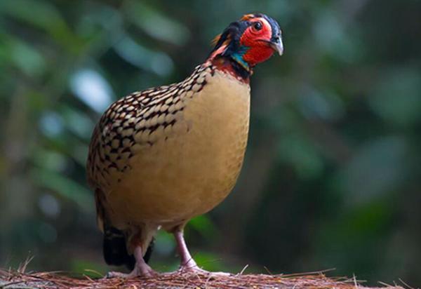中国10大珍稀鸟类,第一仅存30只左右,第二朱鹮