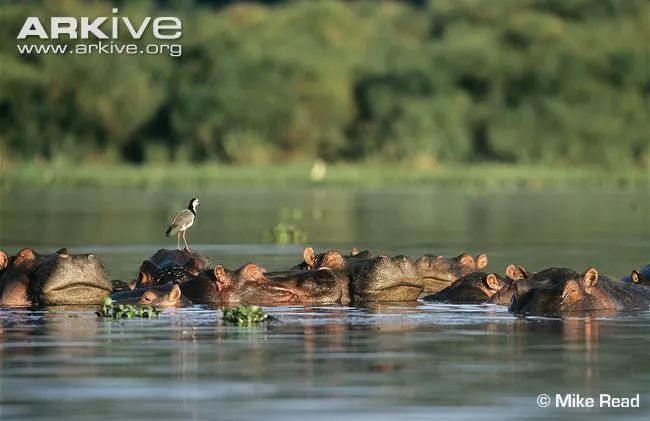 河马觅食一般单独行动(小河马会跟着母亲), 在河里却喜欢群居.