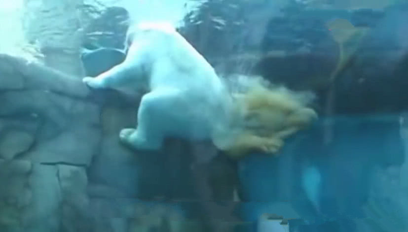 大白熊在水里放屁,威力实在是太大,白熊自己都不好