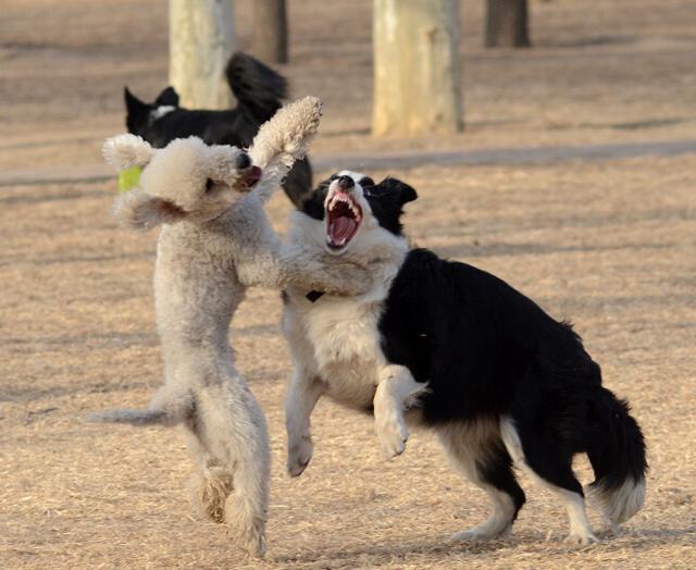 温顺的狗狗也打架贝灵顿梗和飞盘犬打架精彩瞬间