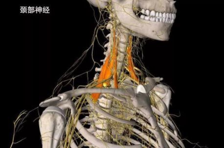 这些问题,轻者会导致肩颈部位的肌肉僵硬,呼吸变得短浅,重者颈部动脉