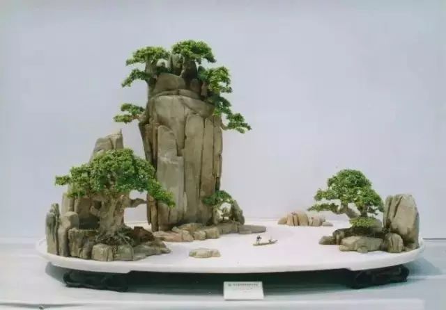 盆景 盆栽 植物 640_446