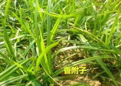 香附子,学名:cyperus rotundus l,又称雷公草,莎草,梭梭草,胡子草,香