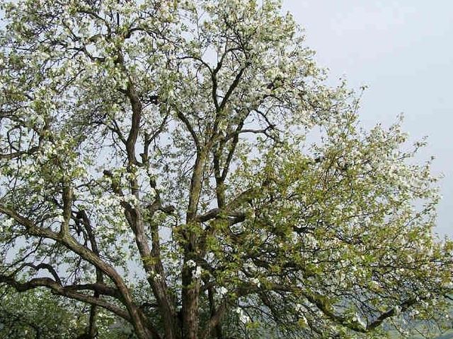 农村这种植物 人称"杜梨"一身全是宝 根茎叶皮都是药材