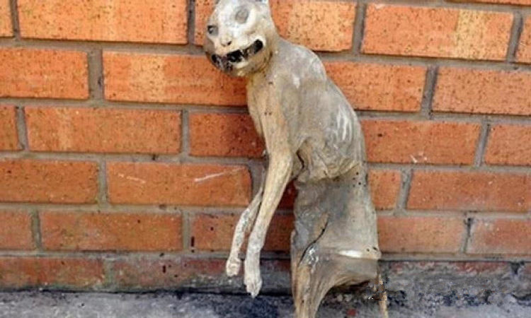 装修时在墙缝中发现猫化石,男子:这不是我失踪30年的