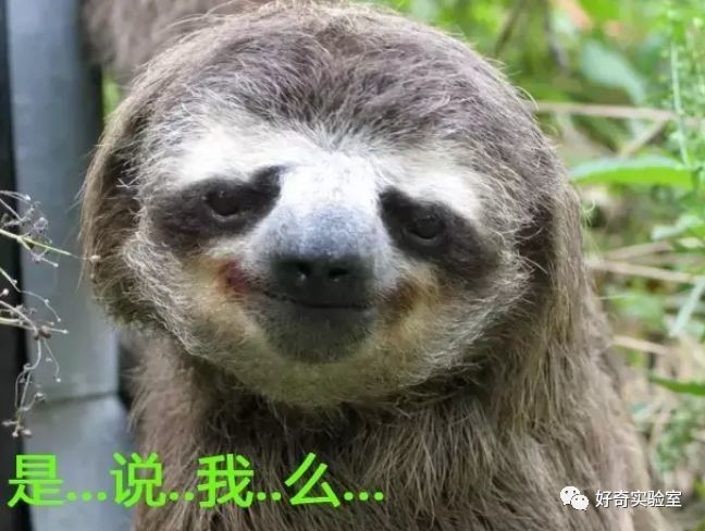 为了拉屎,连命都不要!懒出天际的树懒为什么要下树拉