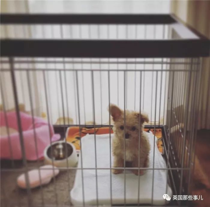 比毛绒玩偶还像玩偶的汪星人,简直就是只玩具