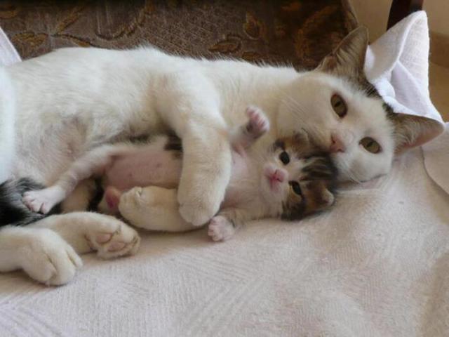 猫咪怀孕怎么办?献上精心准备的发情,验孕,护理和接生