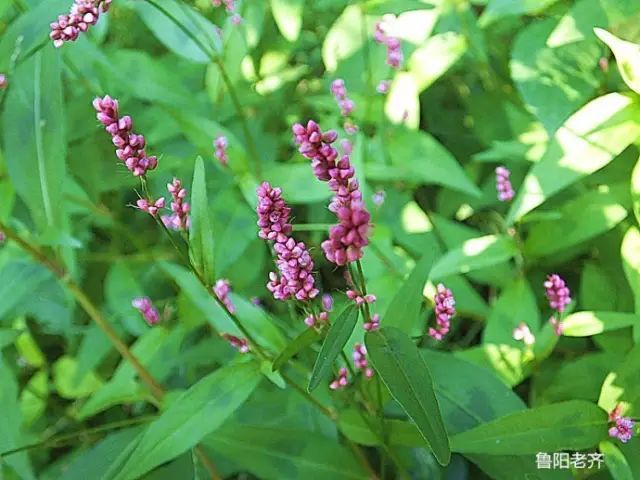 野花野草80种 ,依然是农村小时候的印象