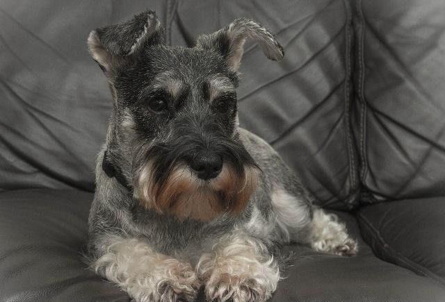 雪纳瑞智商排名_雪纳瑞造型图片(2)