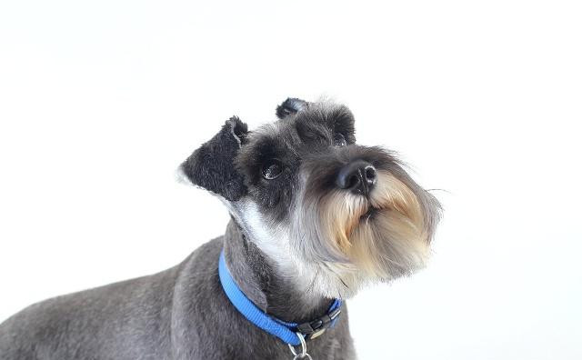 雪纳瑞智商排名_雪纳瑞造型图片(3)