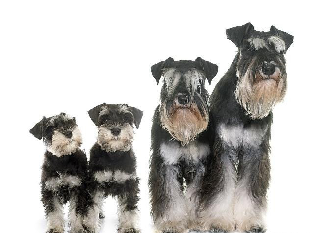 雪纳瑞智商排名_雪纳瑞造型图片(2)