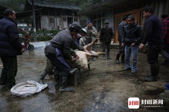 四川农村传统习俗杀年猪,藏着您不知道的丰富民俗