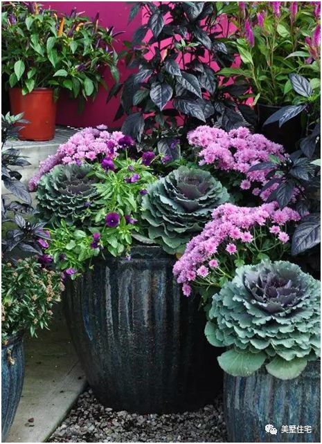 这10种耐寒植物适合庭院种植,冬天来了更漂亮!
