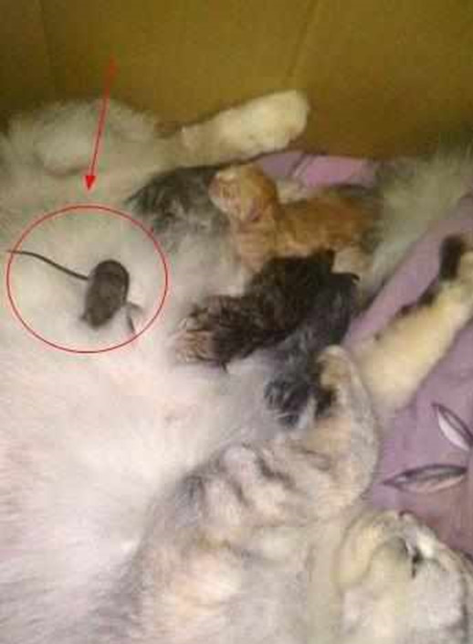 猫妈正在给孩子喂奶,小老鼠溜进去浑水摸鱼,为了吃的