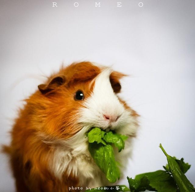 荷兰猪的英文名为"guinea pig",这同时也是"实验品"的代名词,在生物