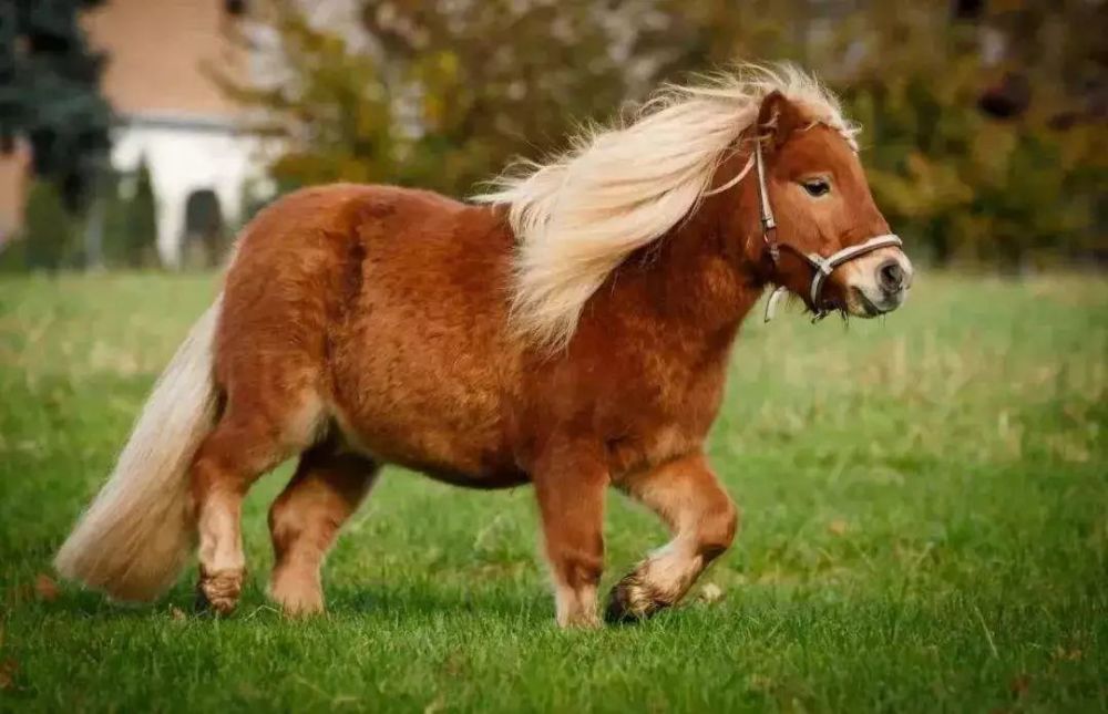 独家猛料!邯郸佛山野生动物园逆天了,提前探营带你先