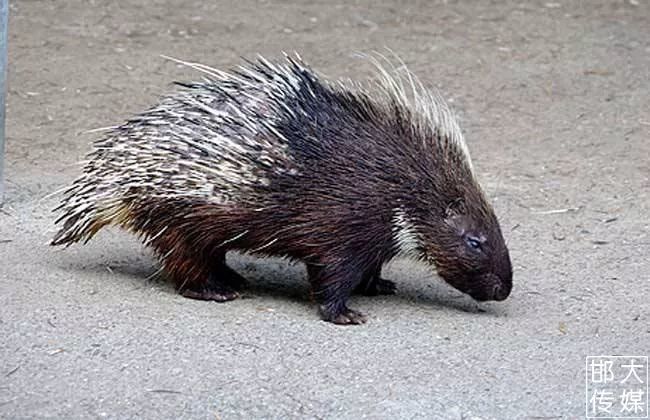 独家猛料!邯郸佛山野生动物园逆天了,提前探营带你先