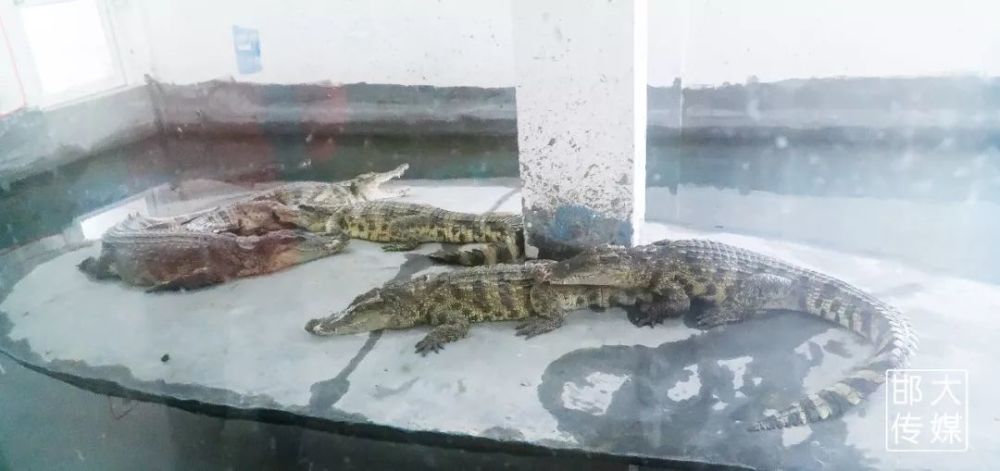 独家猛料!邯郸佛山野生动物园逆天了,提前探营带你先