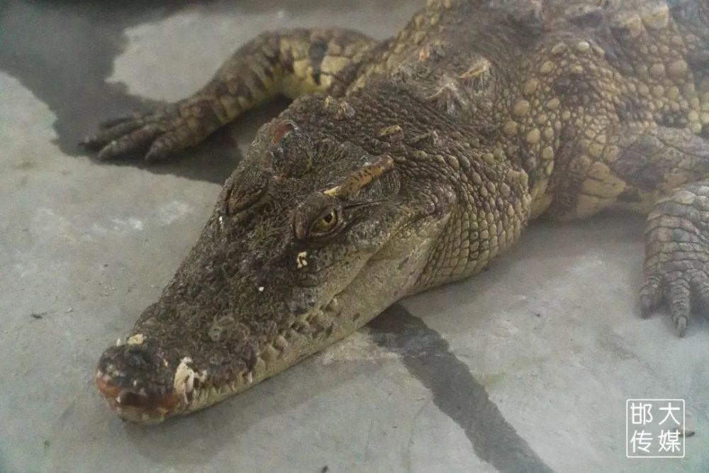 独家猛料!邯郸佛山野生动物园逆天了,提前探营带你先