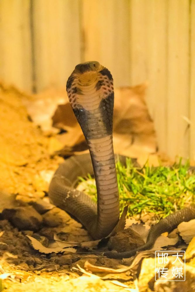 独家猛料!邯郸佛山野生动物园逆天了,提前探营带你先