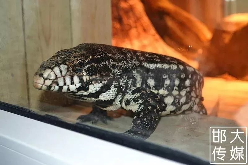 独家猛料!邯郸佛山野生动物园逆天了,提前探营带你先